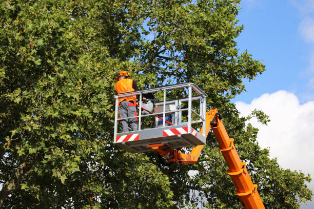 Best Tree Removal Services  in Arden Arde, CA